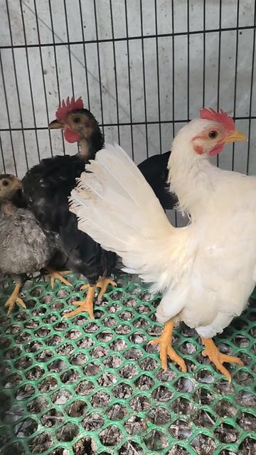 Gà Serama Sóc Trăng 2 trống 1 mái làm giống. Mua bán Gà tại Thành phố Sóc Trăng Sóc Trăng được đăng bởi Lý Khâm Tuấn hình 1