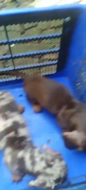 chó Lạp xưởng vàng, đen, socola ( SG). Mua bán Chó tại Quận Bình Tân Tp Hồ Chí Minh được đăng bởi Kim Sơn Thạch hình 1