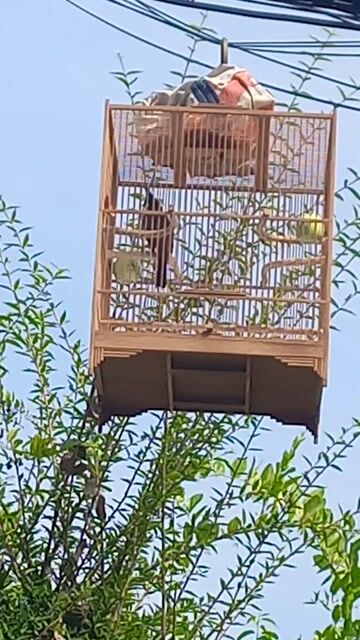 Chim chào mào 2 năm hót gl. Mua bán Chim tại Huyện Nhà Bè Tp Hồ Chí Minh được đăng bởi duy hình 1