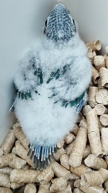 Vẹt Gc blu. Mua bán Chim tại Quận Tân Phú Tp Hồ Chí Minh được đăng bởi Tiger hình 1