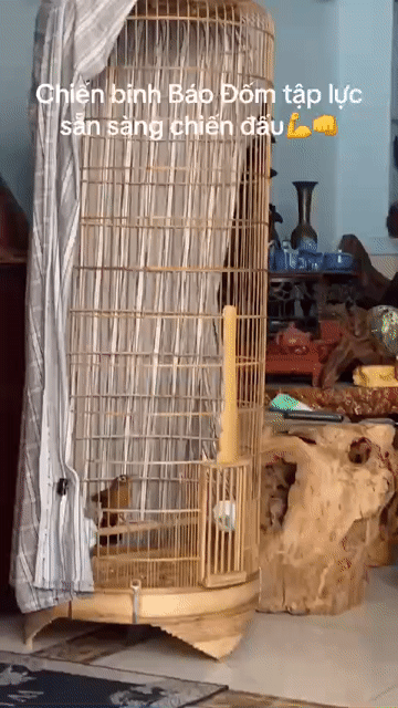 Lồng chim tre 1.5m. Mua bán Phụ kiện, Thức ăn, Dịch vụ tại Quận Phú Nhuận Tp Hồ Chí Minh được đăng bởi Cậu Ba hình 1