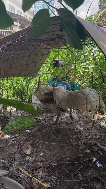 Gà tơ trống Trắng nâu. Mua bán Gà tại Thành phố Châu Đốc An Giang được đăng bởi Nguyễn Huyền hình 1