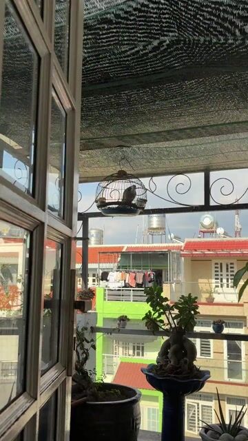 bộ cu bông mỏ độc lạ gl. Mua bán Chim tại Thành phố Thủ Đức Tp Hồ Chí Minh được đăng bởi Lâm hình 1