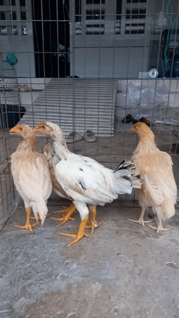 tốp 4 con asil mỹ 3.4tháng trên 1ký hết nha. Mua bán Gà tại Quận Ô Môn Cần Thơ được đăng bởi Trại gà đá sai phan hình 1