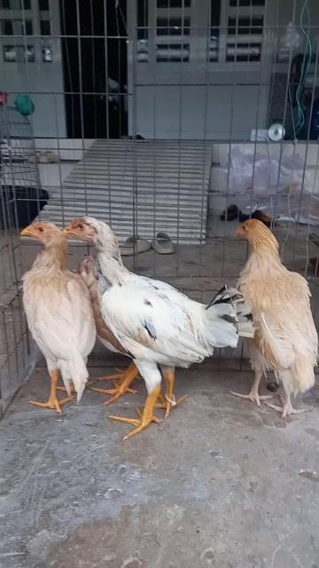 tốp 4 con asil mỹ 3.4tháng trên 1ký hết nha. Mua bán Gà tại Quận Ô Môn Cần Thơ được đăng bởi Trại gà đá sai phan hình 1