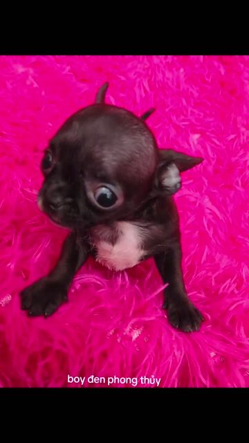 Chó Chihuahua Mini Đực 2 tháng. Mua bán Chó tại Quận 8 Tp Hồ Chí Minh được đăng bởi Chihuahua nhà ZoZo hình 1