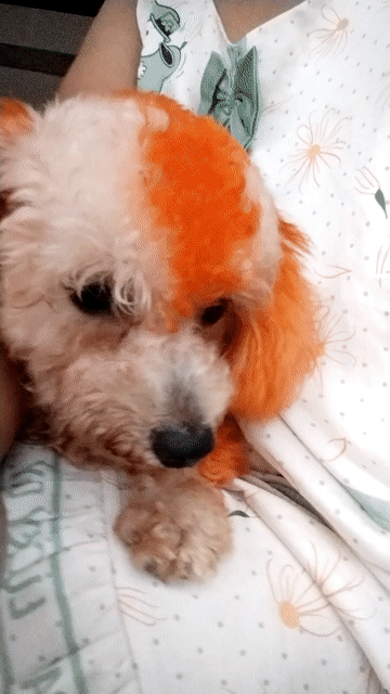 Chó Poodle Trắng cam. Mua bán Chó tại Huyện Trảng Bàng Tây Ninh được đăng bởi thanh thế hình 1