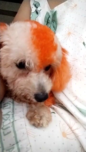 Chó Poodle Trắng cam. Mua bán Chó tại Huyện Trảng Bàng Tây Ninh được đăng bởi thanh thế hình 1