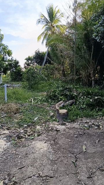 Mua bán Đất Thị xã Bình Minh Vĩnh Long diện tích 1200 m² giá 800 triệu