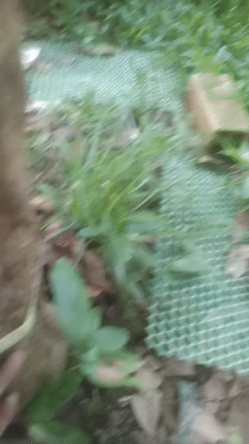 Mai cổ thụ. Mua bán Cây cảnh, đồ trang trí tại Thị xã Tân Uyên Bình Dương được đăng bởi Thong Van hình 1