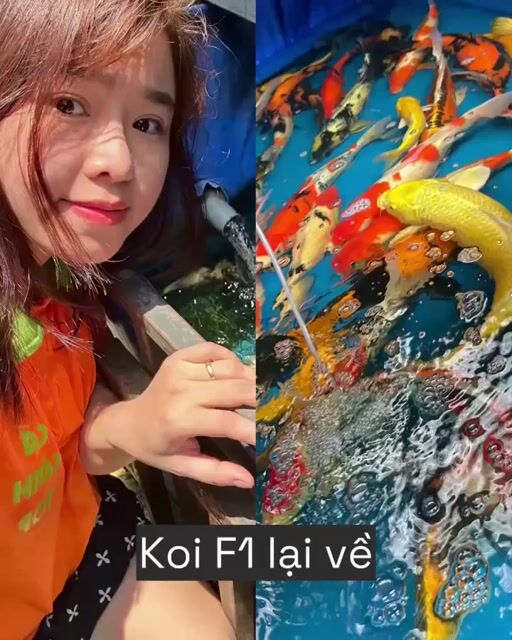 Cá Koi F1 Đa dạng. Mua bán Thú cưng khác tại Quận Liên Chiểu Đà Nẵng được đăng bởi Trương Ngân Hà hình 1