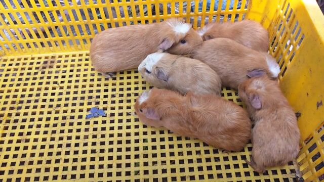 Bọ ú cute. Mua bán Thú cưng khác tại Quận 12 Tp Hồ Chí Minh được đăng bởi Huỳnh Kha hình 1