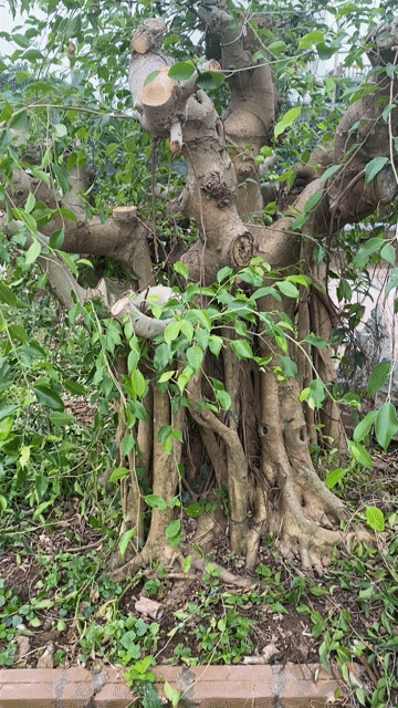 sanh dáng làng. Mua bán Cây cảnh, đồ trang trí tại Huyện Vũ Thư Thái Bình được đăng bởi Quý hình 1