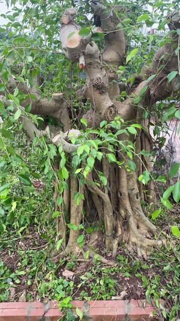 sanh dáng làng. Mua bán Cây cảnh, đồ trang trí tại Huyện Vũ Thư Thái Bình được đăng bởi Quý hình 1