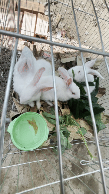 Thỏ Trắng giống rất bự con đã tiêm ngừa.. Mua bán Thú cưng khác tại Huyện Vũng Liêm Vĩnh Long được đăng bởi Đam mê gà hình 1