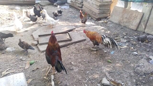 Gà trống Que trưởng thành. Mua bán Gà tại Thành phố Bạc Liêu Bạc Liêu được đăng bởi Dieu Huy hình 1