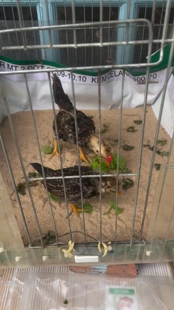 cặp gà tre bắc hơn 2 tháng. Mua bán Gà tại Quận 12 Tp Hồ Chí Minh được đăng bởi NLan hình 1