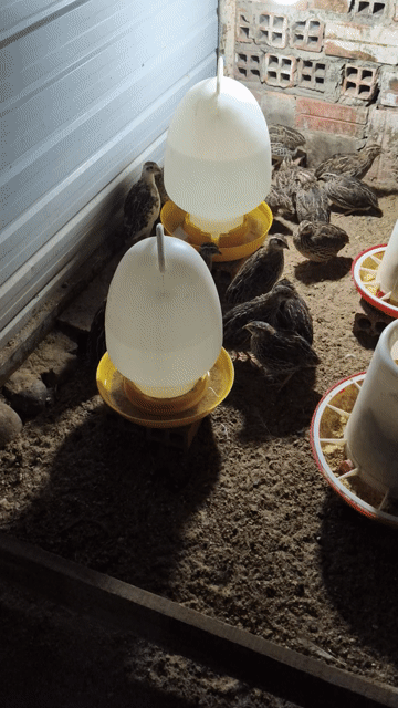 Chim cút nâu cả hai. Mua bán Thú cưng khác tại Thị xã Tân Uyên Bình Dương được đăng bởi Quang tpk hình 1