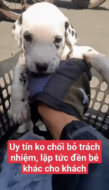 Nơi bán chó Đốm nếu Chết đền bù uy tín có tiếng. Mua bán Chó tại Huyện Củ Chi Tp Hồ Chí Minh được đăng bởi Nguyễn Huy hình 1