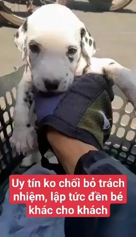Nơi bán chó Đốm nếu chết đền bù uy tín có tiếng