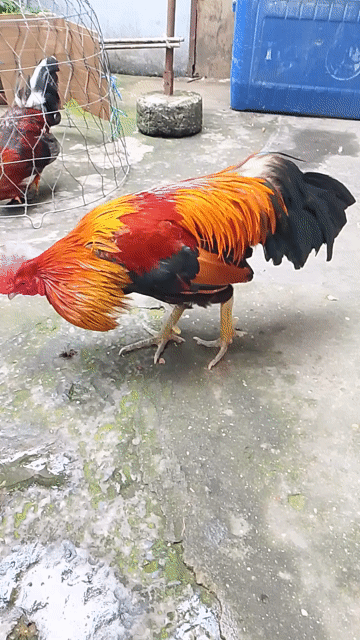 Gà trống Đực màu Đỏ, vàng, đen. Mua bán Gà tại Quận 12 Tp Hồ Chí Minh được đăng bởi Ngọc Hân  hình 1
