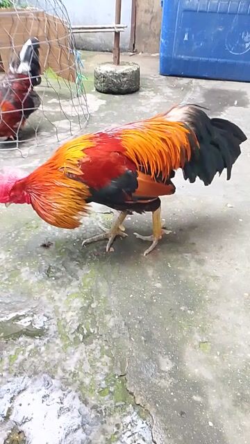 Gà trống Đực màu Đỏ, vàng, đen. Mua bán Gà tại Quận 12 Tp Hồ Chí Minh được đăng bởi Ngọc Hân  hình 1