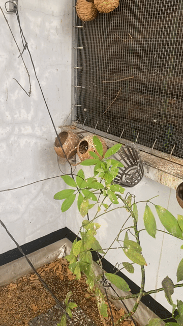chim sắc. Mua bán Chim tại Quận 10 Tp Hồ Chí Minh được đăng bởi Tài hình 1