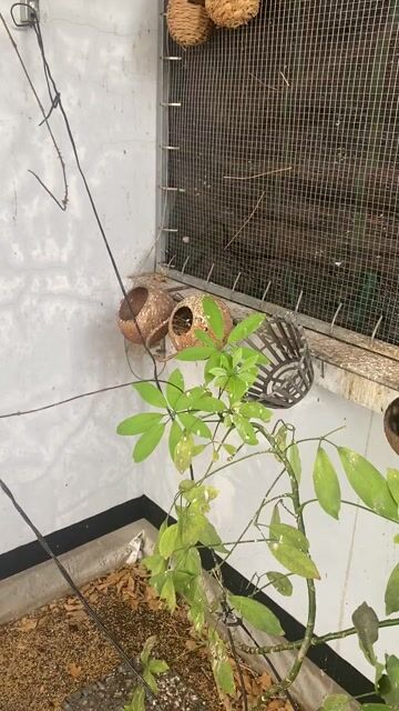 chim sắc. Mua bán Chim tại Quận 10 Tp Hồ Chí Minh được đăng bởi Tài hình 1