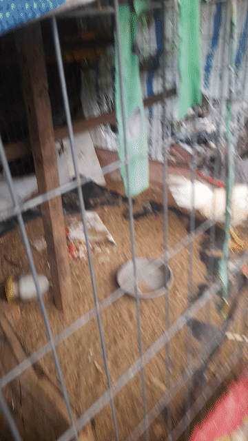 thanh lý Gà tơ. trống mái. Mua bán Gà tại Thành phố Rạch Giá Kiên Giang được đăng bởi Hoàng Phương hình 1
