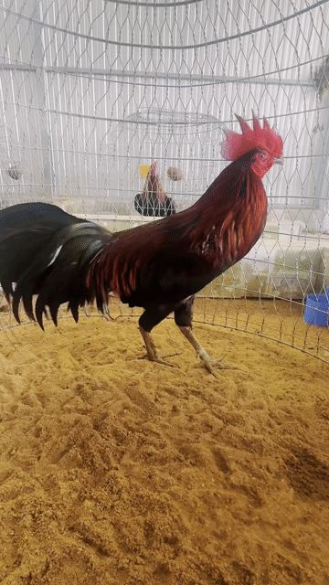 Gà giống Đỏ 3.3kg Mới. Mua bán Gà tại Thành phố Vĩnh Long Vĩnh Long được đăng bởi Ngoc vinh long hình 1