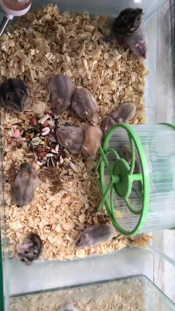 Chuột Hamster Winter White. Mua bán Thú cưng khác tại Quận Cái Răng Cần Thơ được đăng bởi Hammie Heamster hình 1