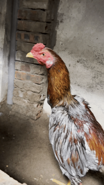 Gà chọi Xám Đực. Mua bán Gà tại Huyện Thanh Trì Hà Nội được đăng bởi Thuỷ hình 1