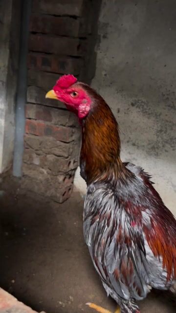 Gà chọi Xám Đực. Mua bán Gà tại Huyện Thanh Trì Hà Nội được đăng bởi Thuỷ hình 1