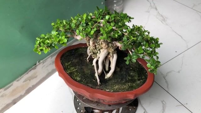 Thanh lý cây sam trái. Mua bán Cây cảnh, đồ trang trí tại Huyện Bình Chánh Tp Hồ Chí Minh được đăng bởi nguyenngocan hình 1