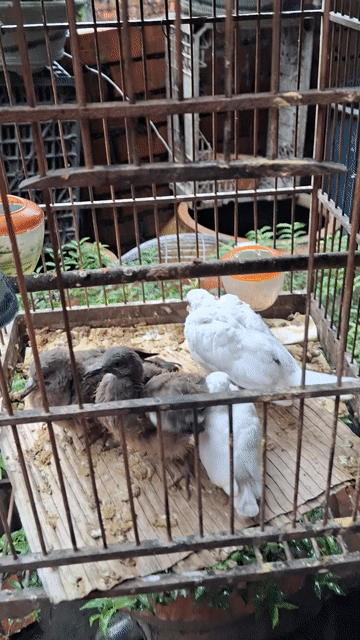 Chim chào mào non trắng nâu. Mua bán Chim tại Huyện Long Hồ Vĩnh Long được đăng bởi Thanh Trung hình 1