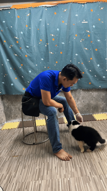 Chó Border Collie 55 ngày tuổi. Mua bán Chó tại Quận Gò Vấp Tp Hồ Chí Minh được đăng bởi Thanhvu Phan hình 1