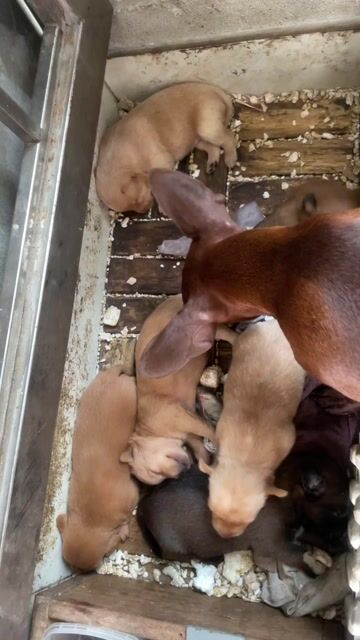 Chó Poodle nhỏ 1 tháng tuổi siêu xinh xịn mịn. Mua bán Chó tại Quận Ba Đình Hà Nội được đăng bởi Nguyễn Minh Thành hình 1