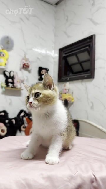 Mèo bigolden. Mua bán Mèo tại Thành phố Nha Trang Khánh Hòa được đăng bởi Thảo hình 1
