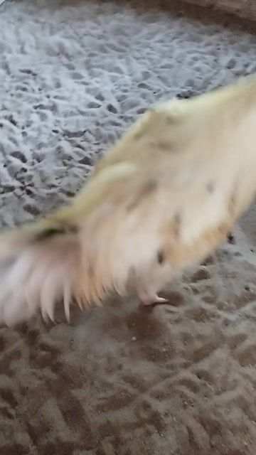 Việt thái. Mua bán Gà tại Thành phố Mỹ Tho Tiền Giang được đăng bởi Trần Phúc hình 1