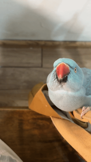 Vẹt Ringneck 1 năm Xanh mướt. Mua bán Chim tại Quận Hà Đông Hà Nội được đăng bởi Mai Hương Phạm hình 1