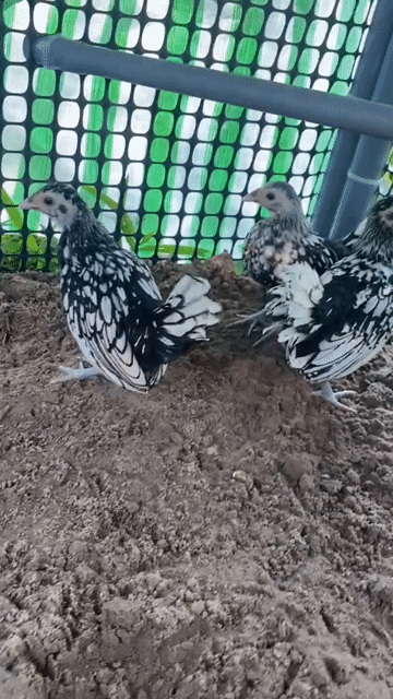 bán giùm 3 con gà vay cá 1tr. Mua bán Gà tại Quận Ô Môn Cần Thơ được đăng bởi ga đá base hình 1