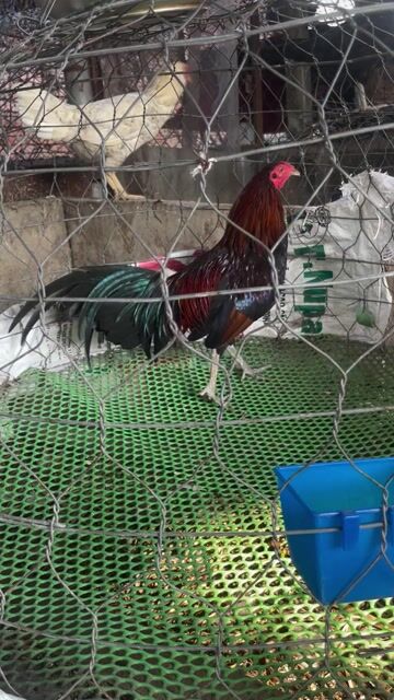 Gà chọi Đỏ đen 1.1kg Khỏe. Mua bán Gà tại Huyện Phú Giáo Bình Dương được đăng bởi Doãn Trịnh Linh Tuấn hình 1
