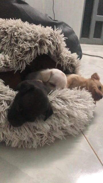 Chó Boodle lai Phốc hươu nhỏ Đen. Mua bán Chó tại Huyện Đức Hòa Long An được đăng bởi Lê Thị Thúy hình 1