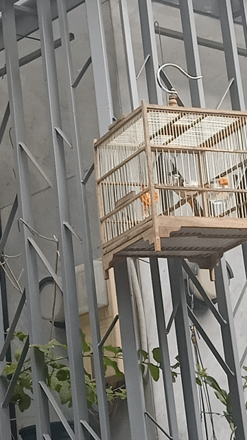 Chim chào mào mùa 3 giọng xoắn thay lông. Mua bán Chim tại Quận Phú Nhuận Tp Hồ Chí Minh được đăng bởi Thái Quốc  hình 1