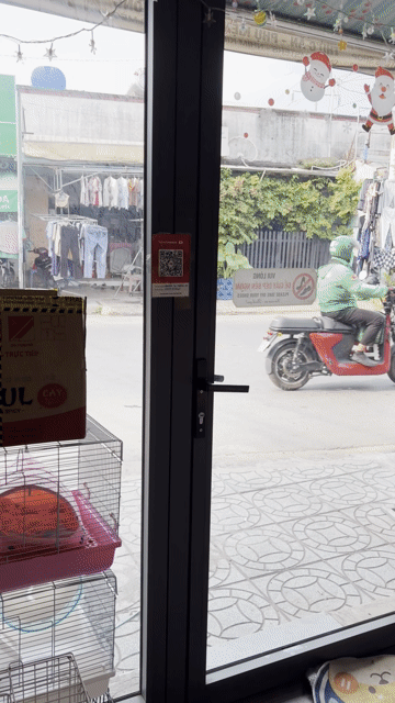Bọ ú việt,ú ngoại, thỏ baby giá bình dân ạ.. Mua bán Thú cưng khác tại Quận Bình Tân Tp Hồ Chí Minh được đăng bởi FB Pé Chó Shop hình 1