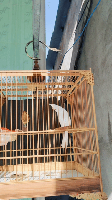 Chim chào mào mái trắng. Mua bán Chim tại Thành phố Thủ Đức Tp Hồ Chí Minh được đăng bởi Toàn Trương hình 1