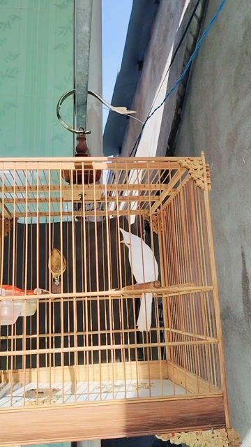 Chim chào mào mái trắng. Mua bán Chim tại Thành phố Thủ Đức Tp Hồ Chí Minh được đăng bởi Toàn Trương hình 1