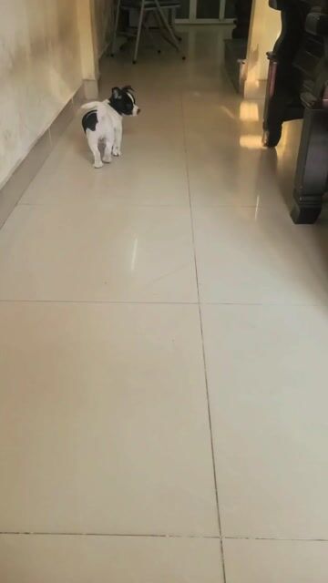 phốc lại nhật 2 tháng tuổi. Mua bán Chó tại Quận Ngô Quyền Hải Phòng được đăng bởi tuan hình 1