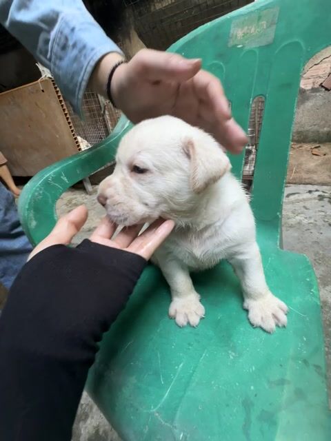 Chó Labrador trắng 25 ngày tuổi. Mua bán Chó tại Huyện Hóc Môn Tp Hồ Chí Minh được đăng bởi Trần Huyền Trang hình 1