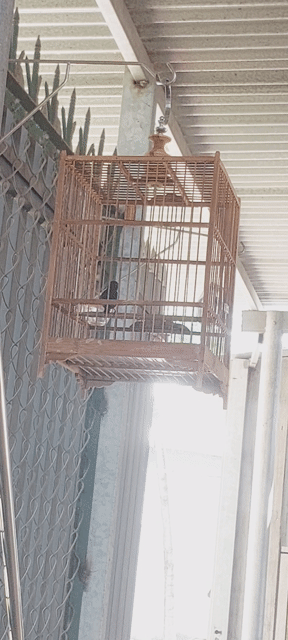 hút mật 7 màu Thuần ko lồng. Mua bán Chim tại Huyện Vĩnh Cửu Đồng Nai được đăng bởi Tấn Khang hình 1